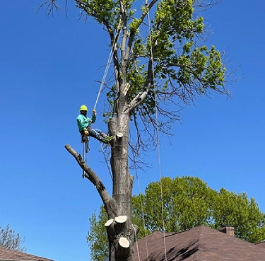 Tree trimming specialists in Aledo
